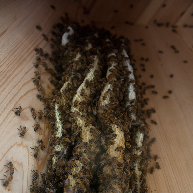 Illustration for article titled This Bee Skyscraper Could Help Decimated Populations Thrive